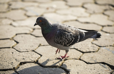 Bird. Flying. Fly. Animal. Dove. 