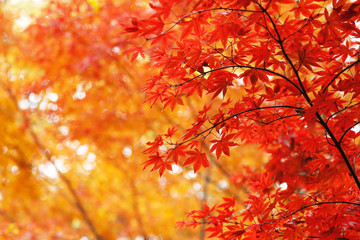 紅葉