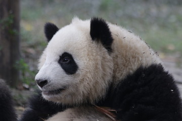 Fototapeta premium Little Panda Cub is Eating Bamboo Shoot on the Playground, Chengdu Panda Base, China