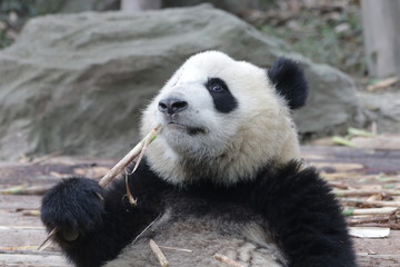 Obraz premium Little Panda Cub is Eating Bamboo Shoot on the Playground, Chengdu Panda Base, China