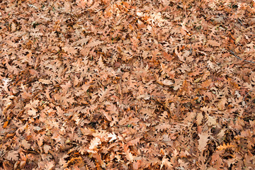 Kuru meşe yaprakları