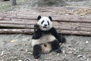 Little Panda Cub is Eating Bamboo Shoot on the Playground, Chengdu Panda Base, China