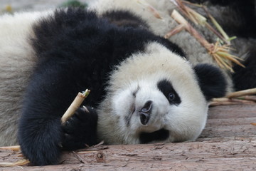 Sleepy Giant Panda Cub , Chengdu Panda Base, China