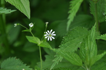 Цветок белый