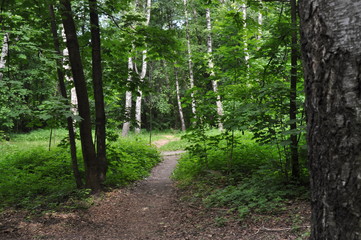 Тропинка в зеленом лесу