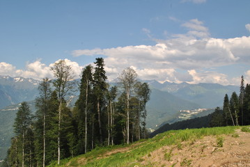 Опушка леса