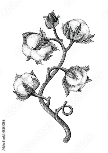 35 Trends For Drawing Hand Drawn Cotton Plant