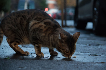 stray cat on street