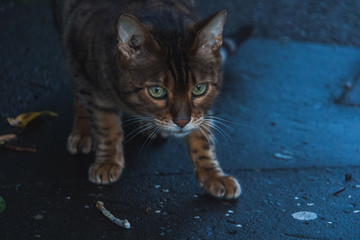 Obraz premium stray cat on street