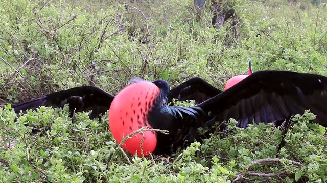 Male Great Frigatebird displaying on Genovesa Island, Galapagos National Park, Ecuador