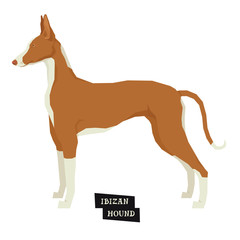 Dog collection Ibizan Hound Geometric style Isolated object