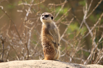 Erdmännchen als Wachposten, Suricata suricatta