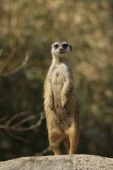 Erdmännchen als Wachposten, Suricata suricatta