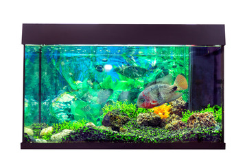 Beautiful aquarium with astronotus fish (Astronotus ocellatus)