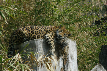 Jaguar liegt auf Baumstamm, Panthera onca