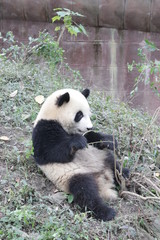 Obraz na płótnie Canvas Little Panda Cub in the Playground, China