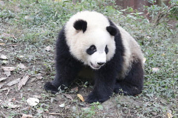 Obraz premium Little Panda Cub in the Playground, China