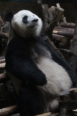Obraz premium Close-up Giant Panda's Face , China