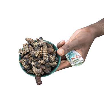 isolated left hand with bills and small bowl of roasted mopane caterpillars, Gonimbrasia belina at the market in livingstone, Zambia