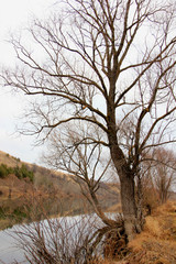 landscape with tree by the river