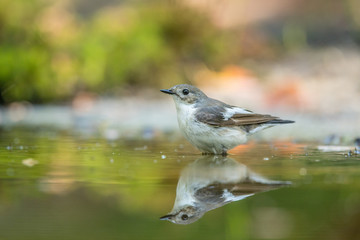 Pied flycatcher bathing
