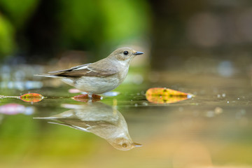 Pied flycatcher bathing