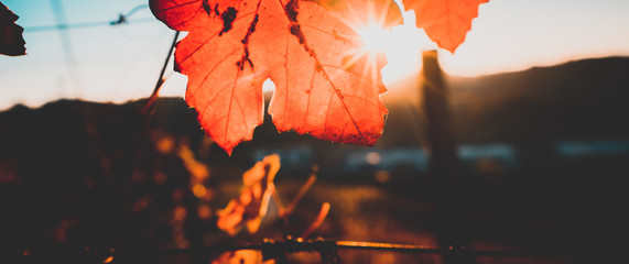 Foglie rosse nella vigna in autunno con raggi solari - obrazy, fototapety, plakaty