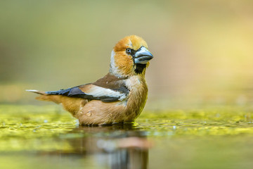 Haw finch bathing in golden colored water