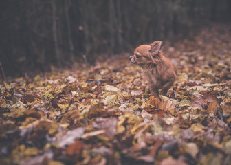 Chihuahua im Herbst