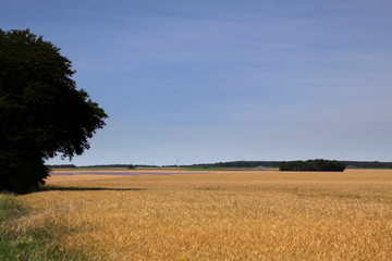 Fototapeta premium Champs de blé et de lin.