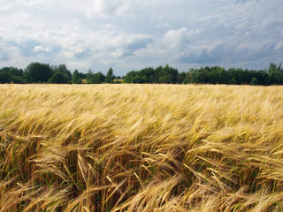 Barley Field In Summer