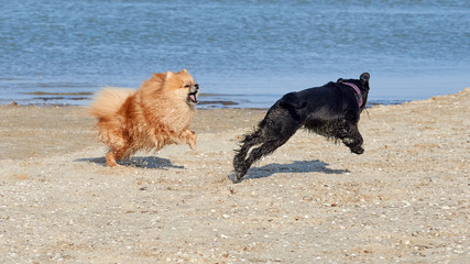 Pomeranian Spitz is played with the Miniature Schnauzer