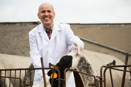 Mature Veterinary Technician Working With Milky Cows In Cowhouse Outdoors