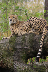 Gepard liegt auf Baumstamm, Acinonyx jubatus