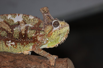 Jemenchamäleon Portrait, Chamaeleo calyptratus)