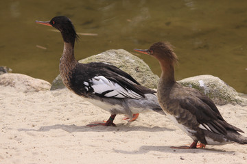 Mittelsäger Paar, Mergus serrator