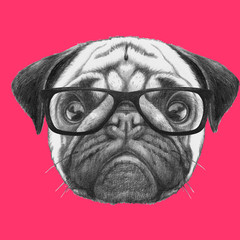 Portrait of Pug with glasses. Hand-drawn illustration.