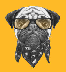 Portrait of Pug with glasses and scarf. Hand-drawn illustration.