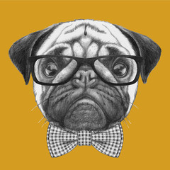 Portrait of Pug with glasses and bow tie. Hand-drawn illustration.