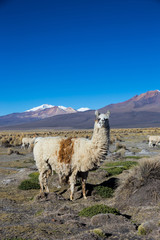 The Andean landscape with Prinacota volcano, Bolivia