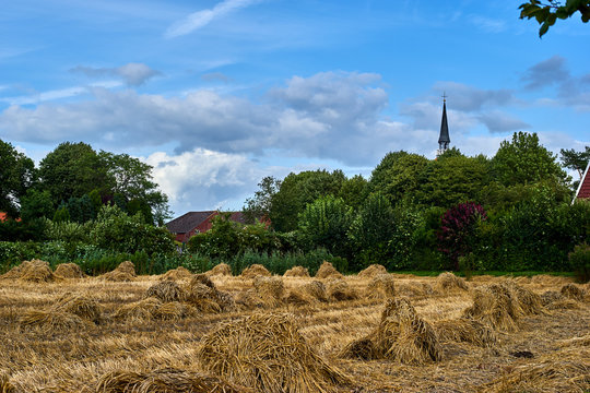 Kornfeld in Rysum