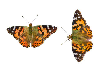 Two butterflies on white background, isolated, closeup, macro 