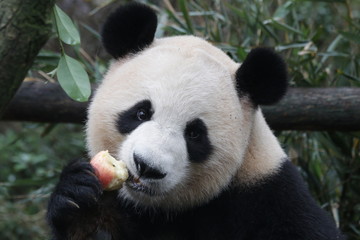 Fototapeta premium Giant Panda is Eating Bamboo Biscuit, China