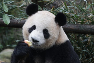 Giant Panda is Eating an Apple, China