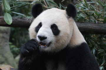 Obraz na płótnie Canvas Giant Panda is Eating Bamboo Biscuit, China