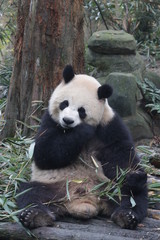 Obraz na płótnie Canvas Playful Female Panda name, Yuan Run, China