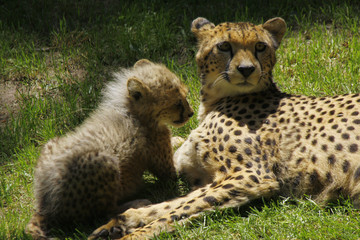 Gepard Mutter mit Jungtier, Acinonyx jubatus