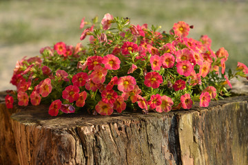 Fototapeta na wymiar Petunia flower on a wooden stump