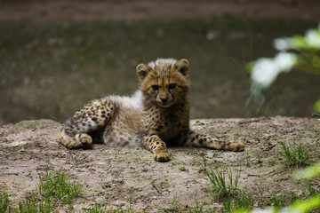 Obraz premium Gepard Jungtier liegt auf Fels, Acinonyx jubatus