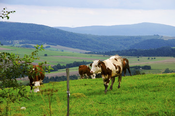 Fototapeta na wymiar Krowa